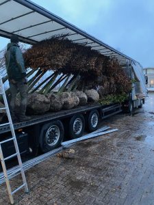 Dutch Tree Delivery